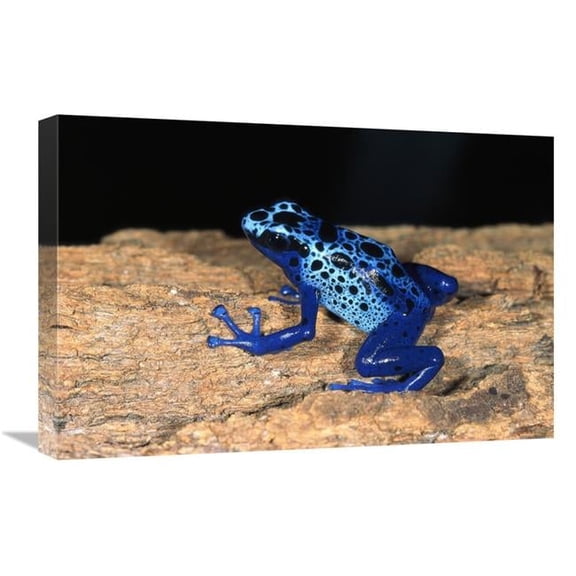 Global Gallery  16 x 24 in. Blue Poison Dart Frog - Very Tiny Poisonous Frog - Native to South America Art Print - San Diego Zoo