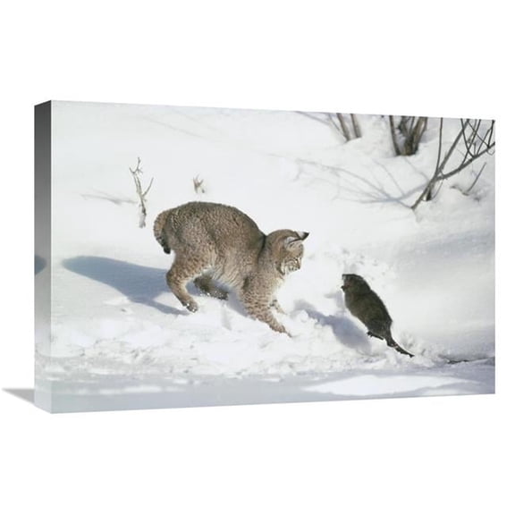 Global Gallery  16 x 24 in. Bobcat Hunting Muskrat in the Winter - Idaho Art Print - Michael Quinton