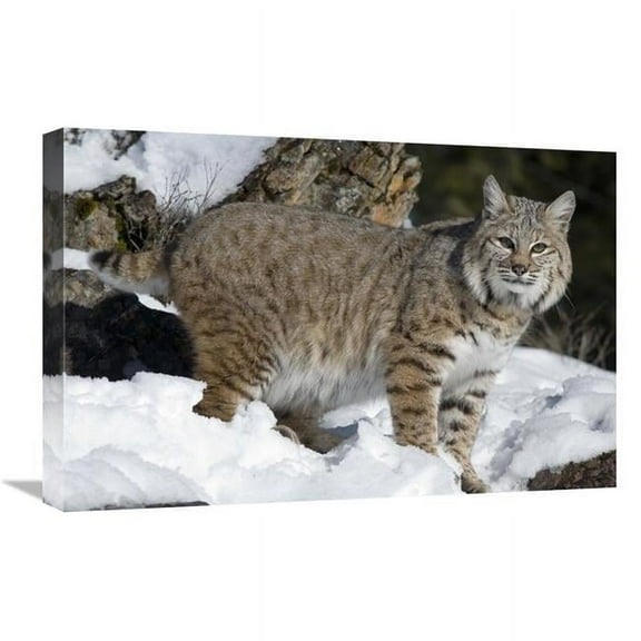 Global Gallery  16 x 24 in. Bobcat in the Snow - Kalispell - Montana Art Print - Matthias Breiter