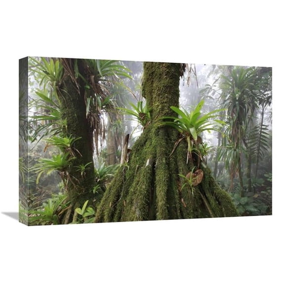Global Gallery 16 x 24 in. Bromeliad & Tree Fern At 1600 Meters Altitude in Tropical Rainforest - Sierra Nevada De Santa Marta National Park - Colombia Art Print - Cyril Ruoso