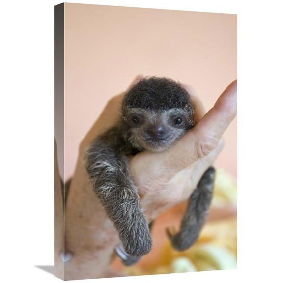 Global Gallery 16 x 24 in. Brown-Throated Three-Toed Sloth Baby - Aviarios Sloth Sanctuary - Costa Rica Art Print - Suzi Eszterhas