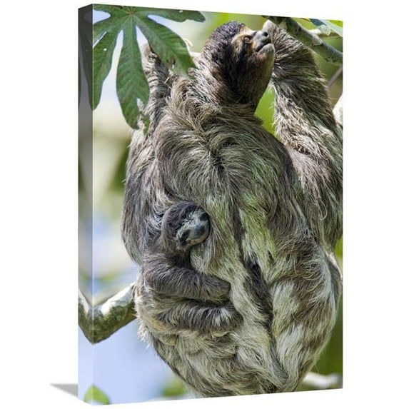 Global Gallery 16 x 24 in. Brown-Throated Three-Toed Sloth Mother with Newborn Baby Climbing Tree - Aviarios Sloth Sanctuary - Costa Rica Art Print - Suzi Eszterhas