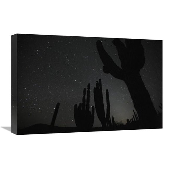 Global Gallery 16 x 24 in. Cardon Cacti by Night with Stars - El VIzcaino Biosphere Reserve - Mexico. Sequence 2 of 2 Art Print - Cyril Ruoso