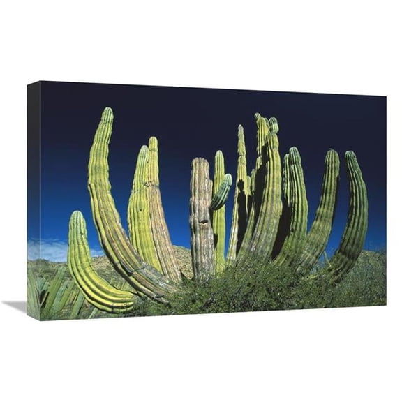 Global Gallery 16 x 24 in. Cardon Cactus - Baja California - Mexico Art Print - Konrad Wothe