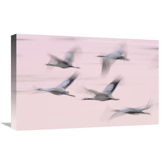 Global Gallery 16 x 24 in. Common Cranes in Flight - Lake Hornborga - Sweden Art Print - Jasper Doest