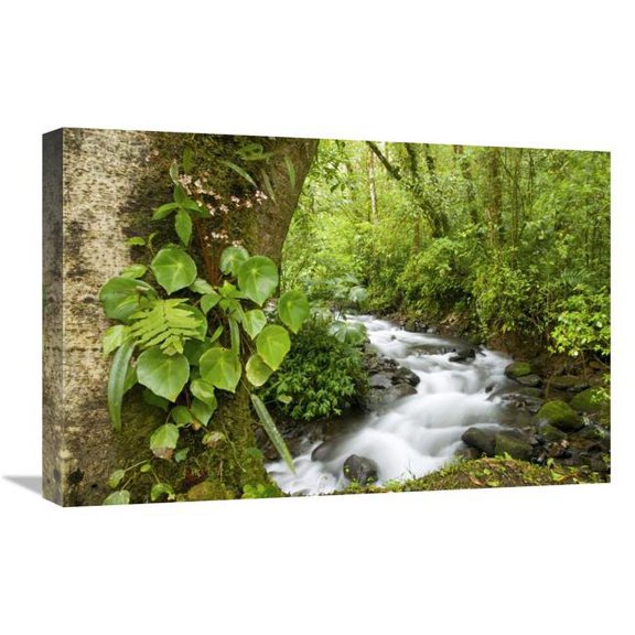 Global Gallery  16 x 24 in. Creek Flowing Through Rainforest - Costa Rica Art Print - Steve Gettle