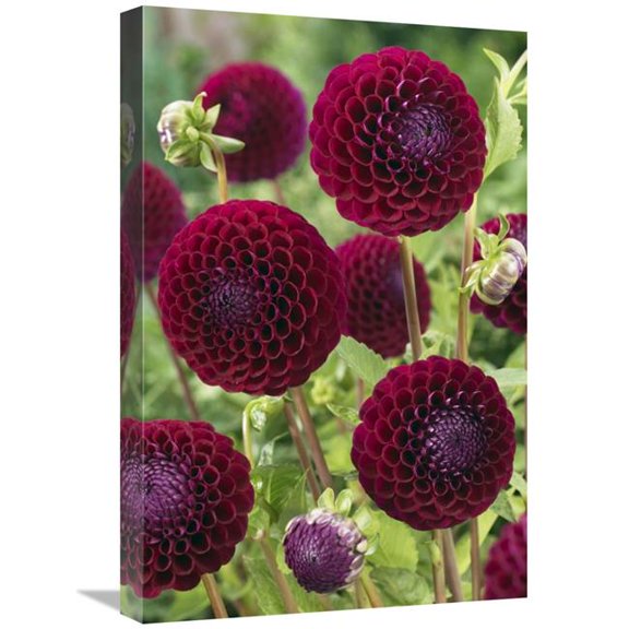 Global Gallery 16 x 24 in. Dahlia Downham Royal Variety Flowers Art Print - Visionspictures