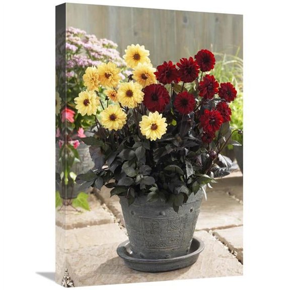 Global Gallery 16 x 24 in. Dahlia Yellow Chic & Chic En Rouge Varieties Flowers Art Print - Visionspictures