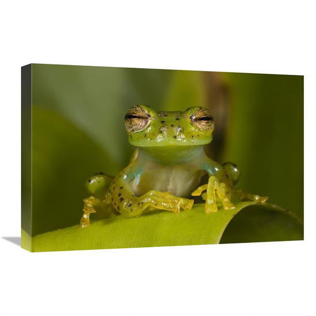 Global Gallery 16 x 24 in. Emerald Glass Frog, Northwest Ecuador Art