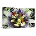 thumbnail image 1 of Global Gallery  16 x 24 in. Flag-Footed Bug on Passion Flower - Barro Colorado Island - Panama Art Print - Christian Ziegler, 1 of 1