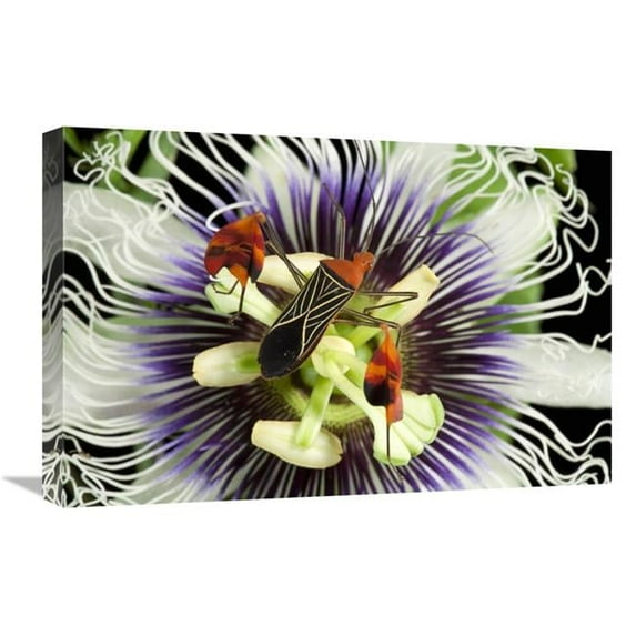 Global Gallery 16 x 24 in. Flag-Footed Bug on Passion Flower - Barro Colorado Island - Panama Art Print - Christian Ziegler