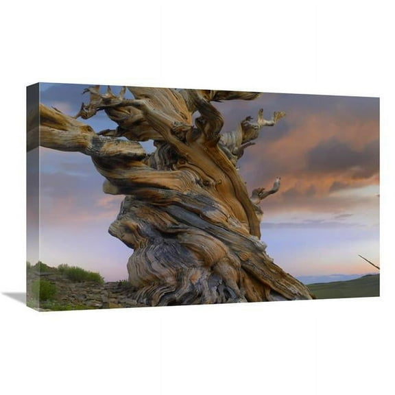 Global Gallery  16 x 24 in. Foxtail Pine Tree - Twisted Trunk of An Ancient Tree - Sierra Nevada - California Art Print - Tim Fitzharris