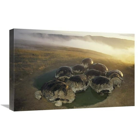 Global Gallery 16 x 24 in. Galapagos Giant Tortoise in Wallow on Caldera Rim - Alcedo Volcano - Galapagos Art Print - Tui De Roy