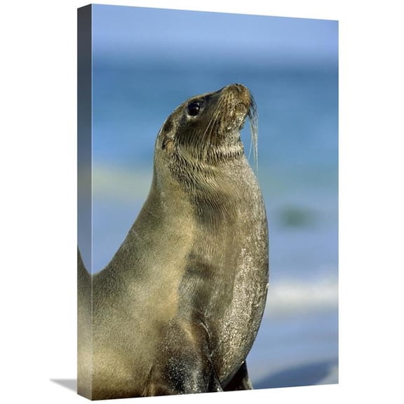 Global Gallery 16 x 24 in. Galapagos Sea Lion Female on Coral Beach - Galapagos Islands - Ecuador Art Print - Tui De Roy