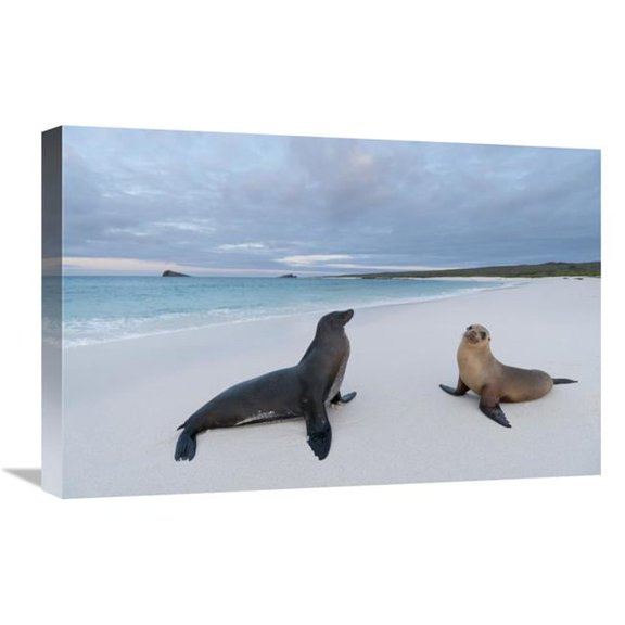 Global Gallery 16 x 24 in. Galapagos Sea Lion Pair on Beach - Galapagos Islands - Ecuador Art Print - Tui De Roy