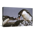 thumbnail image 1 of Global Gallery  16 x 24 in. Gentoo Penguin Nesting Adults Rebuild Pebble Nest - Aitcho Island - South Shetland Islands - Antarctica Art Print - Tui De Roy, 1 of 1