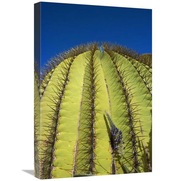 Global Gallery 16 x 24 in. Giant Barrel Cactus Detail of Spines - Santa Catalina Island - Sea of Cortez - Baja California - Mexico Art Print - Tui De Roy