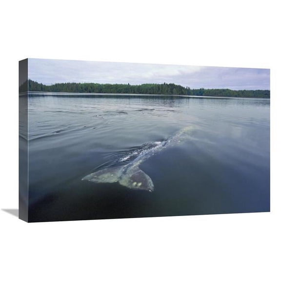 Global Gallery  16 x 24 in. Gray Whale Skims Water Surface Water - Clayoquot Sound - Canada Art Print - Flip Nicklin