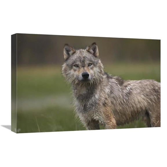 Global Gallery 16 x 24 in. Gray Wolf - North America Art Print - Tim Fitzharris