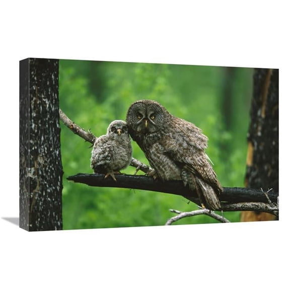 Global Gallery  16 x 24 in. Great Gray Owl Adult with Chick - Saskatchewan - Canada Art Print - Tom Vezo