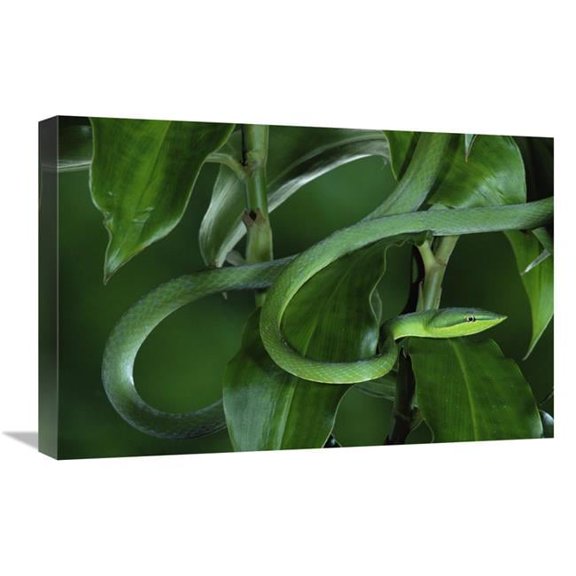 Global Gallery  16 x 24 in. Green Vine Snake Camouflaged Among Rainforest Leaves - Costa Rica Art Print - Michael & Patricia Fogden