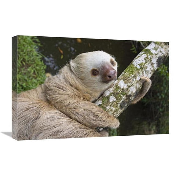 Global Gallery 16 x 24 in. Hoffmanns Two-Toed Sloth - Aviarios Sloth Sanctuary - Costa Rica Art Print - Suzi Eszterhas