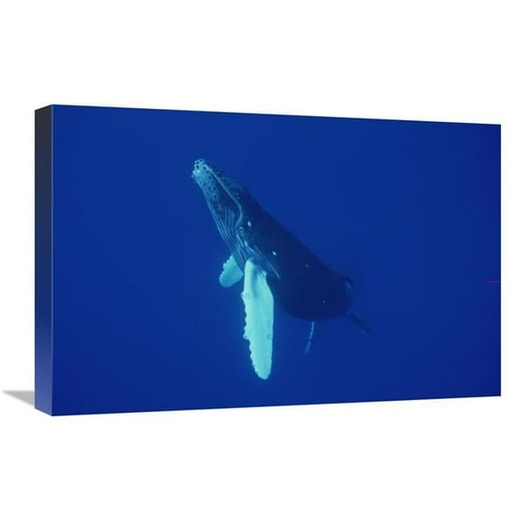 Global Gallery 16 x 24 in. Humpback Whale Curious Calf - Maui - Hawaii Art Print - Flip Nicklin