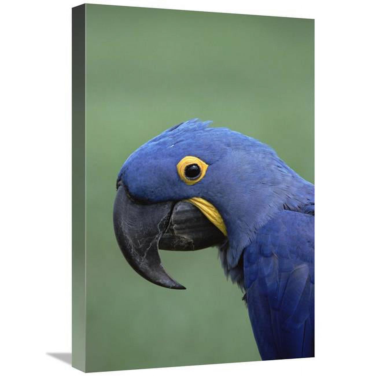 Global Gallery 16 x 24 in. Hyacinth Macaw Portrait - Pantanal - Brazil ...