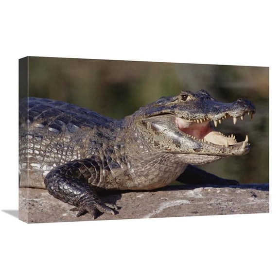 Global Gallery  16 x 24 in. Jacare Caiman Portrait - Pantanal - Brazil Art Print - Tui De Roy