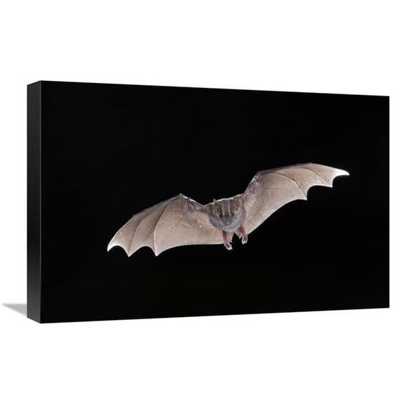 Global Gallery 16 x 24 in. Jamaican Fruit-Eating Bat Flying - Michigan Art Print - Steve Gettle