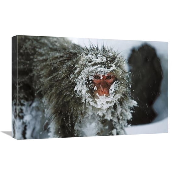 Global Gallery 16 x 24 in. Japanese Macaque Covered in Snow - Japanese Alps Near Nagano - Japan Art Print - Konrad Wothe