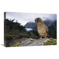 thumbnail image 1 of Global Gallery  16 x 24 in. Kea Perched on Rock - Fox Glacier - Westland National Park - New Zealand Art Print - Tui De Roy, 1 of 1