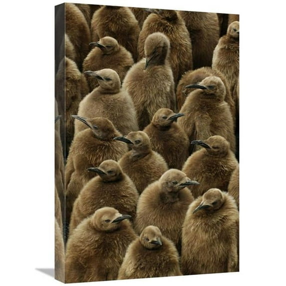 Global Gallery 16 x 24 in. King Penguin Chicks - Gold Harbor - South Georgia - Antarctica Art Print - Jan Vermeer