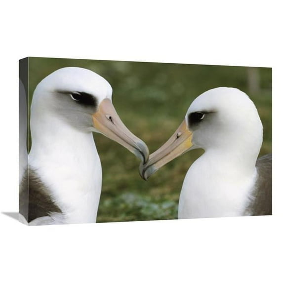 Global Gallery 16 x 24 in. Laysan Albatross Pair Bonding - Midway Atoll - Hawaii Art Print - Tui De Roy