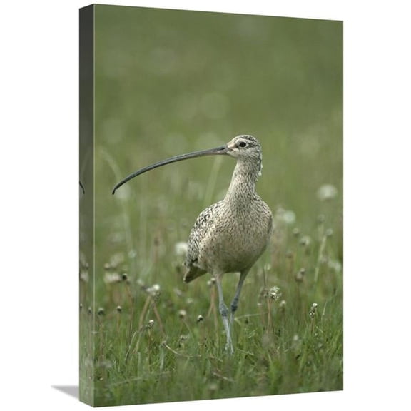 Global Gallery 16 x 24 in. Long-Billed Curlew Walking Through Field - Summer - Idaho Art Print - Michael Quinton