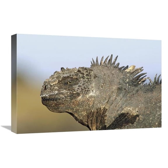 Global Gallery  16 x 24 in. Marine Iguana Male - Santa Cruz Island - Galapagos Islands - Ecuador Art Print - Tui De Roy