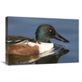 thumbnail image 1 of Global Gallery  16 x 24 in. Northern Shoveler Male Swimming - Kellogg Bird Sanctuary - Michigan Art Print - Steve Gettle, 1 of 1