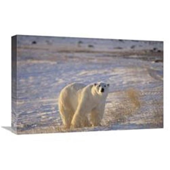 Global Gallery 16 x 24 in. Polar Bear Standing on Tundra with Grasses, Near Hudson Bay, Canada Art Print - Flip Nicklin
