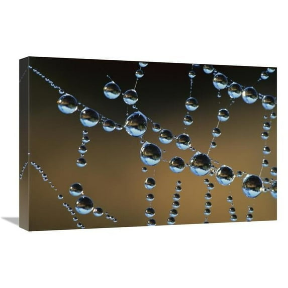 Global Gallery 16 x 24 in. Raindrops on A Spider Web - New Zealand Art Print - Andy Reisinger