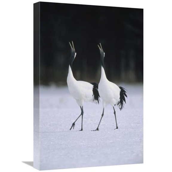 Global Gallery 16 x 24 in. Red-Crowned Crane Pair Calling During Courtship Dance At Their Wintering Grounds - Hokkaido - Japan Art Print - Konrad Wothe