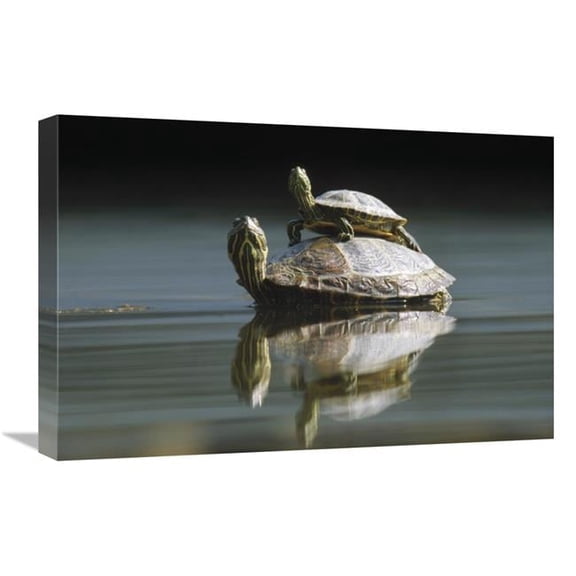 Global Gallery 16 x 24 in. Red-Eared Slider Turtle - Pair in Pond - City Park - Munich - Germany Art Print - Konrad Wothe