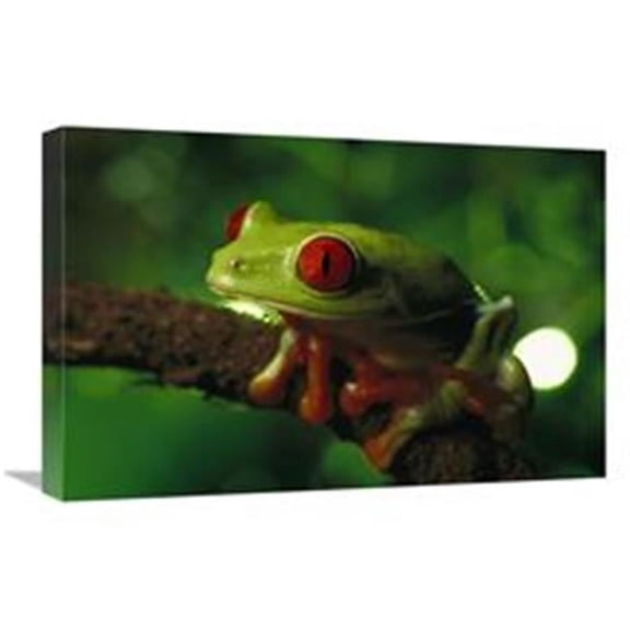 Global Gallery 16 x 24 in. Red-Eyed Tree Frog Portrait Sitting on A Twig, Native to Tropical Rainforests of Central America Art Print - Heidi & Hans-Jurgen Koch