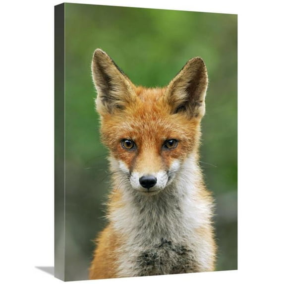 Global Gallery 16 x 24 in. Red Fox - Hoge Veluwe National Park - Gelderland - Netherlands Art Print - Jan Vermeer