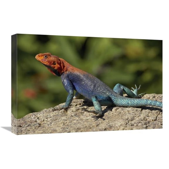 Global Gallery  16 x 24 in. Red-Headed Rock Agama Male Lizard Sunning on Rock - Native to Africa Art Print - San Diego Zoo