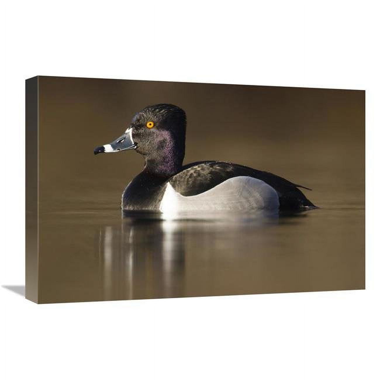 16 x 24 in. Ring-Necked Duck Male in Breeding Plumage Canvas Art Print