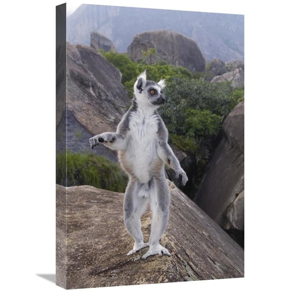Global Gallery 16 x 24 in. Ring-Tailed Lemur Male Walking Upright on Rocks in the Andringitra Mountains - Vulnerable - South Central Madagascar Art Print - Pete Oxford