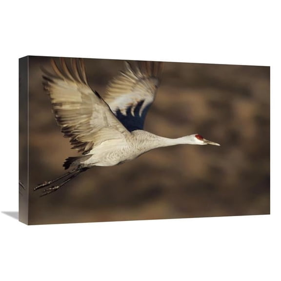 Global Gallery 16 x 24 in. Sandhill Crane Flying - Bosque Del Apache - New Mexico Art Print - Tim Fitzharris