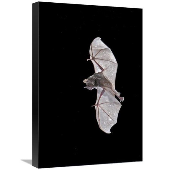 Global Gallery 16 x 24 in. Sebas Short-Tailed Bat Flying - Michigan Art Print - Steve Gettle