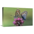 thumbnail image 1 of Global Gallery  16 x 24 in. Silver-Studded Blue Butterfly Pair Mating on Flower - Europe Art Print - Rob Reijnen, 1 of 1