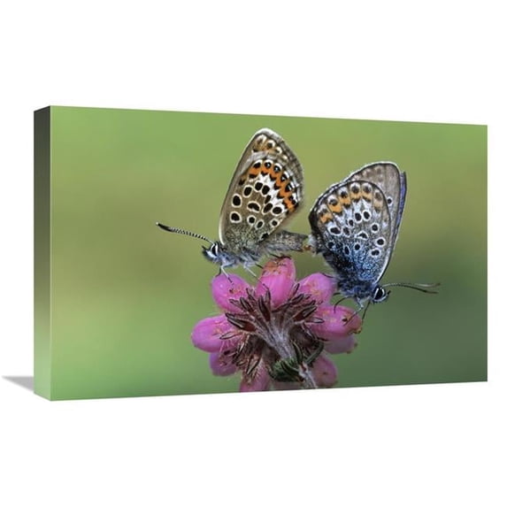 Global Gallery 16 x 24 in. Silver-Studded Blue Butterfly Pair Mating on Flower - Europe Art Print - Rob Reijnen